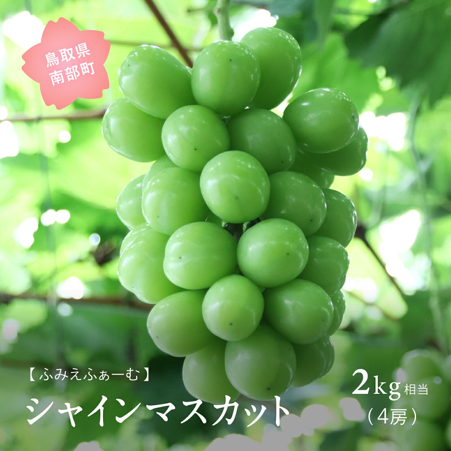 【ふるさと納税】シャインマスカット 約2kg＜数量限定＞ 9月中旬～出荷予定 2025年収穫分 マスカット フルーツ ぶどう 葡萄 ブドウ 鳥取県南部町