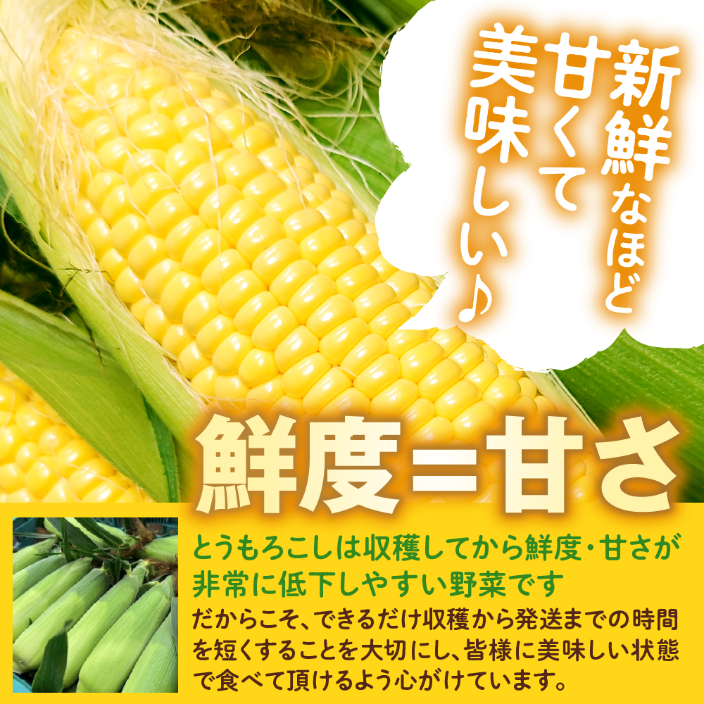 【先行受付】【2027年8月上旬～9月上旬頃発送予定】朝採りをお届け！ 北海道十勝芽室町　蝦夷っ子とうもろこし ゴールドラッシュ 13本 me076-013-27b