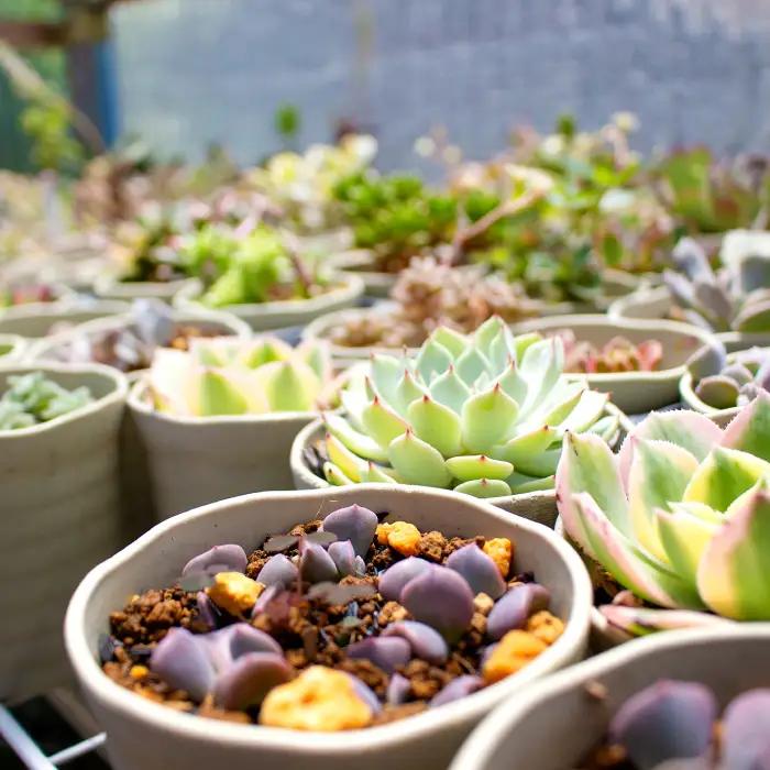 季節の多肉植物寄せ植え体験【現地体験型 ワークショップ 寄せ植え体験 手植え 四季の植物 多肉植物 植物 グリーン おすすめ よせうえ 観葉植物 癒し かわいい 自然 島根県 大田市】