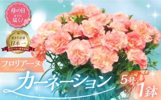《母の日までにお届け》【フロリア―ヌ】カーネーション 鉢植え 5号鉢 花 フラワー ギフト 母の日 贈り物 プレゼント 母 ママ お母さん ありがとう 感謝 贈答 鉢