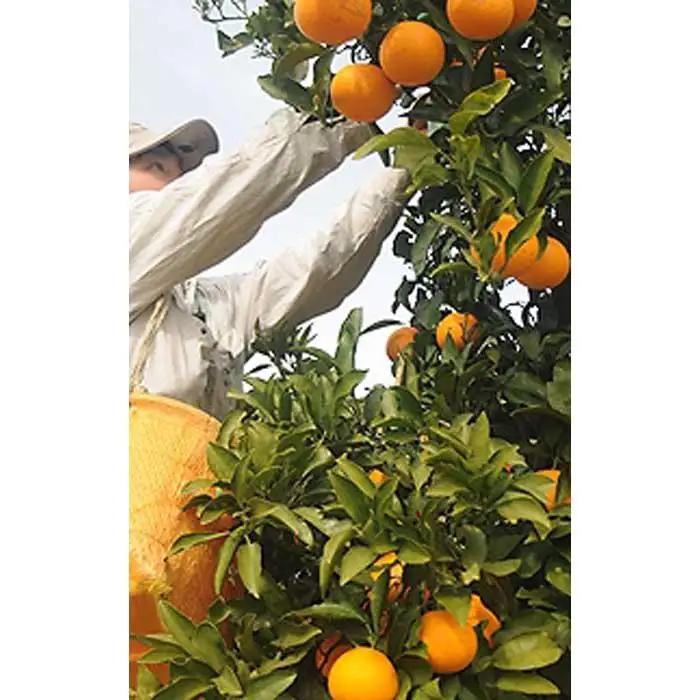 厳選 清見オレンジ 赤秀 7.5kg ｜清見オレンジ