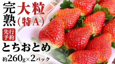 【 2026年1月上旬発送開始 】 完熟 とちおとめ 260g×2P 国産 いちご イチゴ 苺 [BC025sa]