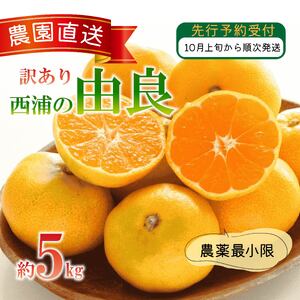 訳あり 由良 みかん 5kg 西浦 蜜柑 柑橘 オレンジ ( 数量限定 みかん 果物 みかん フルーツ みかん 柑橘 みかん 国産 )