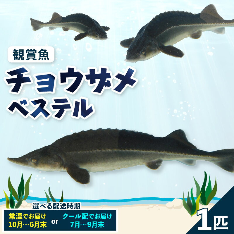 【ふるさと納税】チョウザメ 観賞魚 ( 生体 ) ベステル 鮫 サメ さめ 観賞 魚 観賞用 飼育 入門 オオチョウザメ コチョウザメ ハイブリッド 交配種 送料無料 広島県 呉市