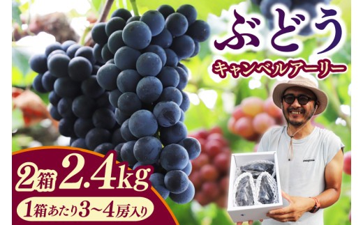 ＼数量限定 9月発送予定／ ぶどう キャンベルアーリー 約2.4kg 2箱 (1箱あたり：3~4房入り) (EK003)