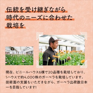 【0773-5】御坊の花 農園直送 ガーベラ切り花５０本