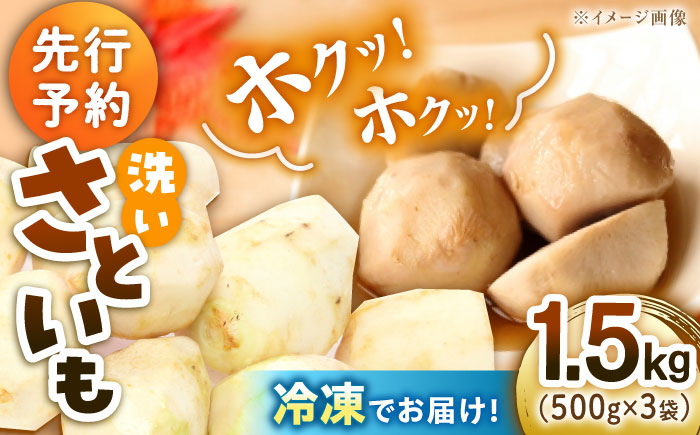 【冷凍】【2026年10月上旬から順次発送】小分けがうれしい！洗い里芋500g×3袋　愛媛県大洲市/沢井青果有限会社 [AGBN039]里芋 和食 朝ごはん 里芋の煮っころがし 里芋の煮物 里芋コロッケ 味噌汁 畑 野菜 新鮮