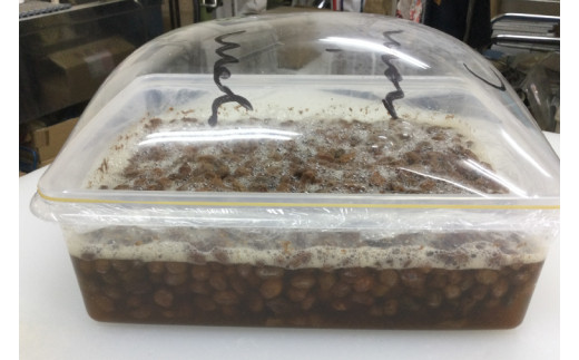 BB004-1　シンプルパンのスペルト・ノアレザン