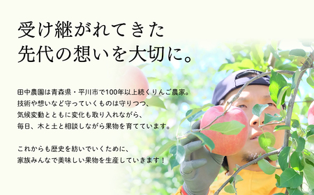 12月発送 100年の歴史 贈答規格サンふじ 約3kg【田中農園・青森県平川市産・青森りんご】