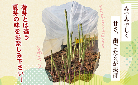 アスパラガス【さぬきのめざめ】夏芽Mサイズ900g グリーンアスパラガス 野菜 柔らかい シャキシャキ 旬の野菜 国産 食材 