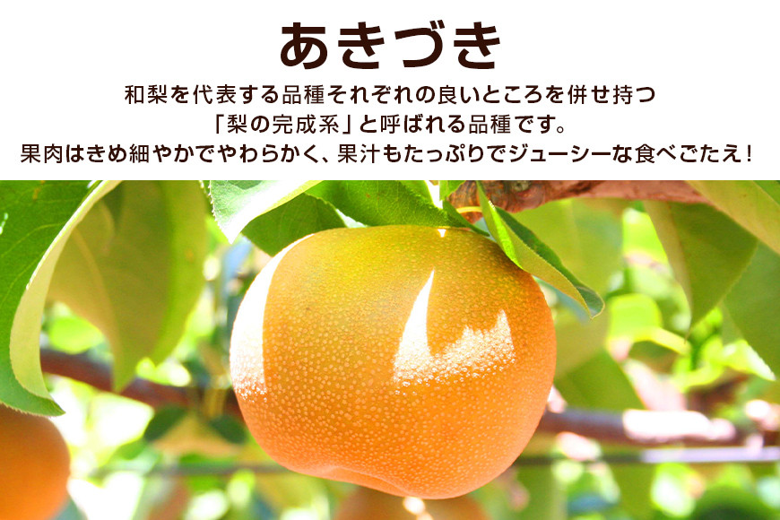 柴沼梨園の梨（あきづき）3kg 大玉 7～10個入り ナシ なし 国産 茨城 秋 旬 フルーツ 果物 先行予約【9月上旬～9月中旬発送】秋の味覚 旬の果物 くだもの 大きい サイズ 品種 あきづき 産地 茨城県産 家庭用 梨園直送 茨城県 笠間市 BX-007
