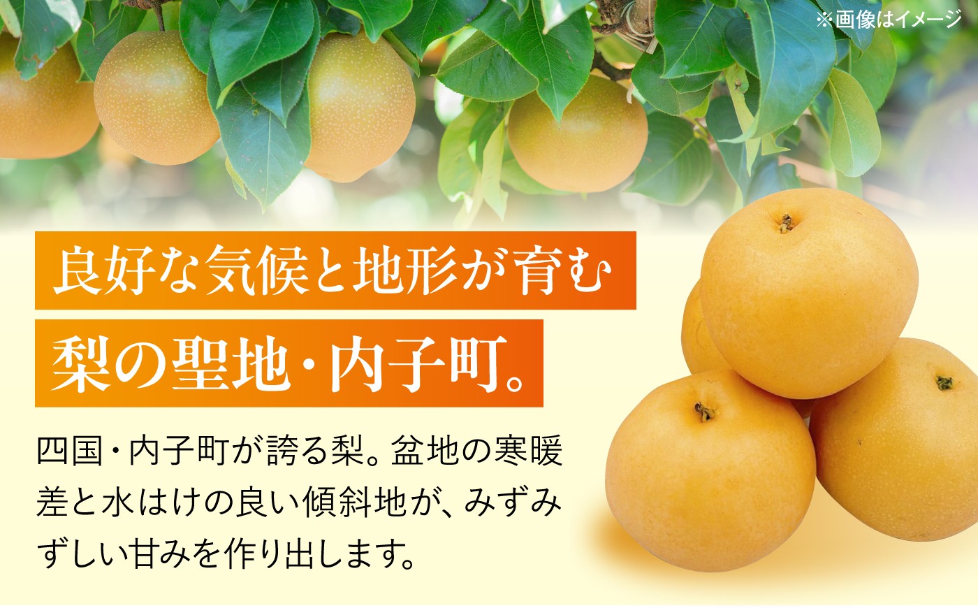 梨 なし ナシ 和梨 果物 フルーツ 国産梨 ナシ なし 幸水 こうすい みずみずしい 甘い ジューシー 旬 大容量
