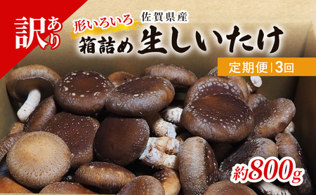 定期便 3ヶ月 訳あり しいたけ 佐賀県産 箱生しいたけ 約800g 訳アリ 椎茸 きのこ 3回 お楽しみ