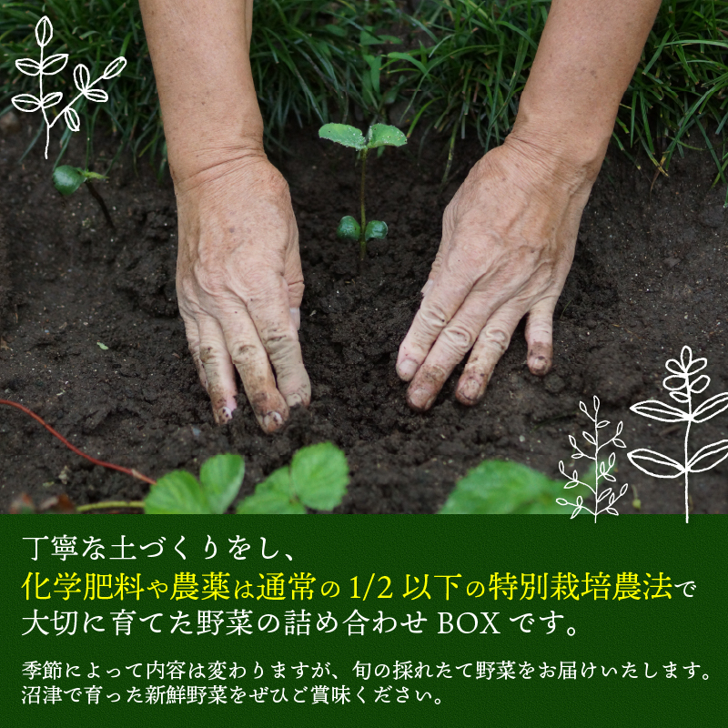 お野菜 4～5品 詰め合わせセット 富士山の湧水でつくる 四季の美味しい 旬 野菜
