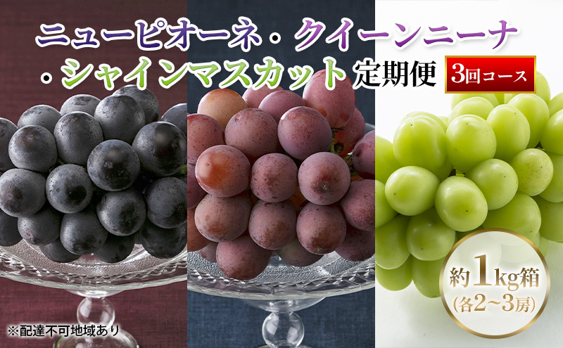 【定期便】【2026年先行予約】 ぶどう 岡山県産 ニューピオーネ ・ クイーンニーナ ・ シャインマスカット 1kg箱（各2～3房） 定期便 3回 《2026年８月下旬-10月中旬頃出荷》 葡萄 ブドウ フルーツ 果物