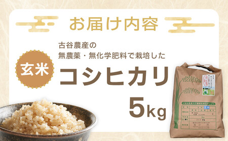 【令和7年産米 数量限定】古谷農産の無農薬・無化学肥料で栽培したコシヒカリ（玄米5キロ） ｜米 コメ 新米 5kgコシヒカリ こしひかり 農家直送 産地直送 産直