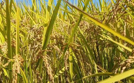 【先行予約】JAS有機米 にじのきらめき 白米 5kg 令和7年産 | 南相馬市 新米 ごはん みさき未来