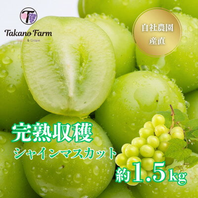 【ふるさと納税】【2025年先行予約】シャインマスカット 約1.5kg 山梨市の自社農園産直!完熟収穫!【数量限定】【配送不可地域：離島】【1371863】