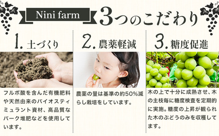【2026年発送】シャインマスカット ご家庭用 農家こだわりの シャインマスカット  約1kg  Nini farm 