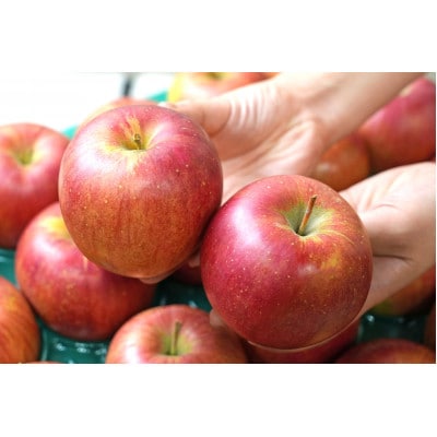 【26年1月出荷予定】平均糖度13度以上! シナノスイート 約10kg 訳あり【配送不可地域：離島・沖縄県】