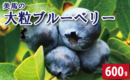 ブルーベリー 大粒 600g 6月から7月末まで発送 ベリー