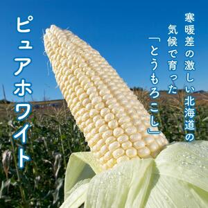 【2026年先行予約】白いとうもろこしピュアホワイト 12本 3.6kg（2026年8月下旬から発送開始予定）とうもろこし