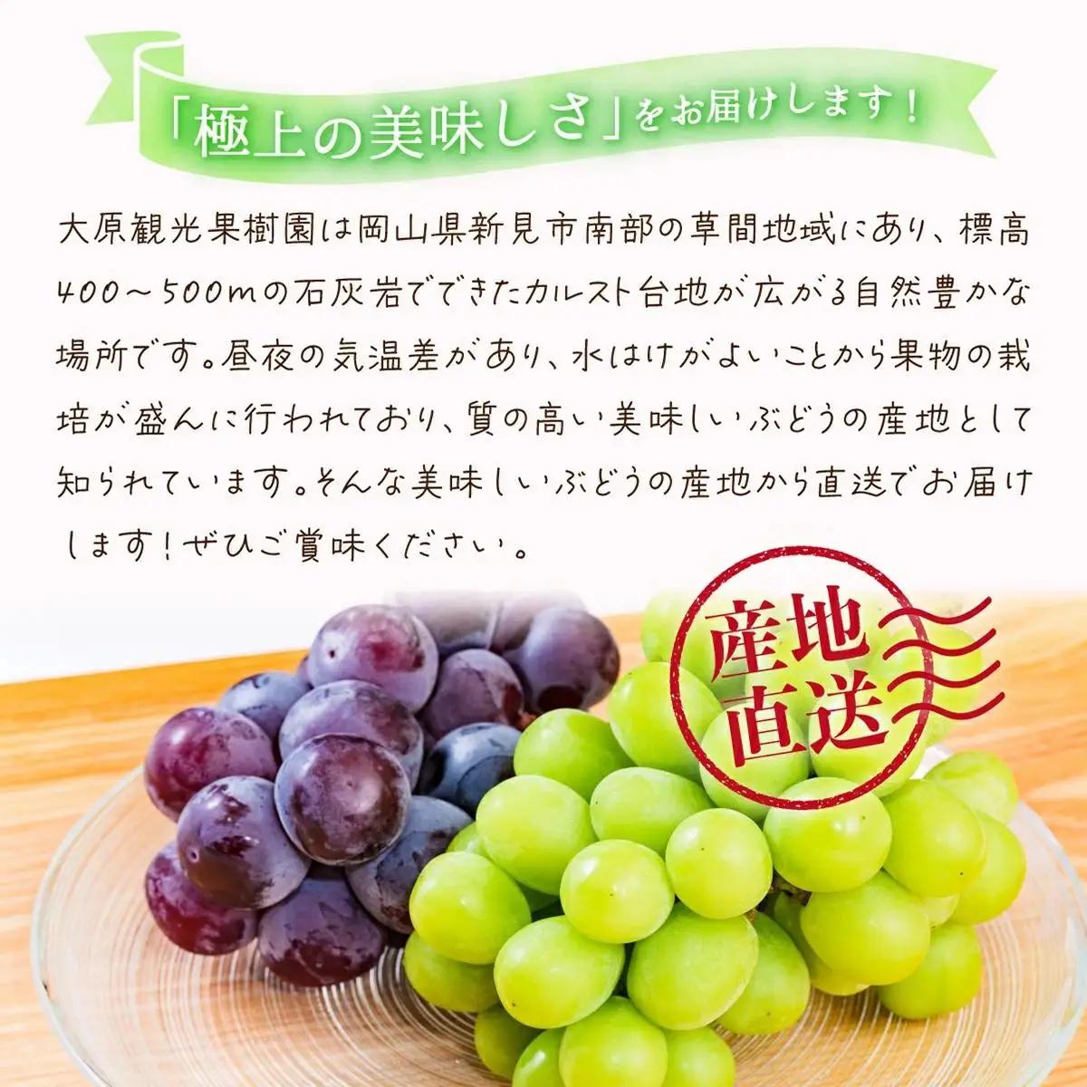 【2026年先行予約】［大原観光果樹園］ピオーネ2房とシャインマスカット2房（計4房 約2kg）【026-a018】