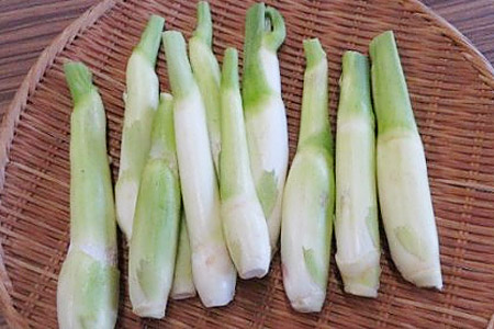 【先行予約】季節限定 マコモダケ 1kg 10本程度 まこも マコモ 真菰筍 まこもだけ まこもたけ 新鮮 旬 野菜 送料無料 nc001