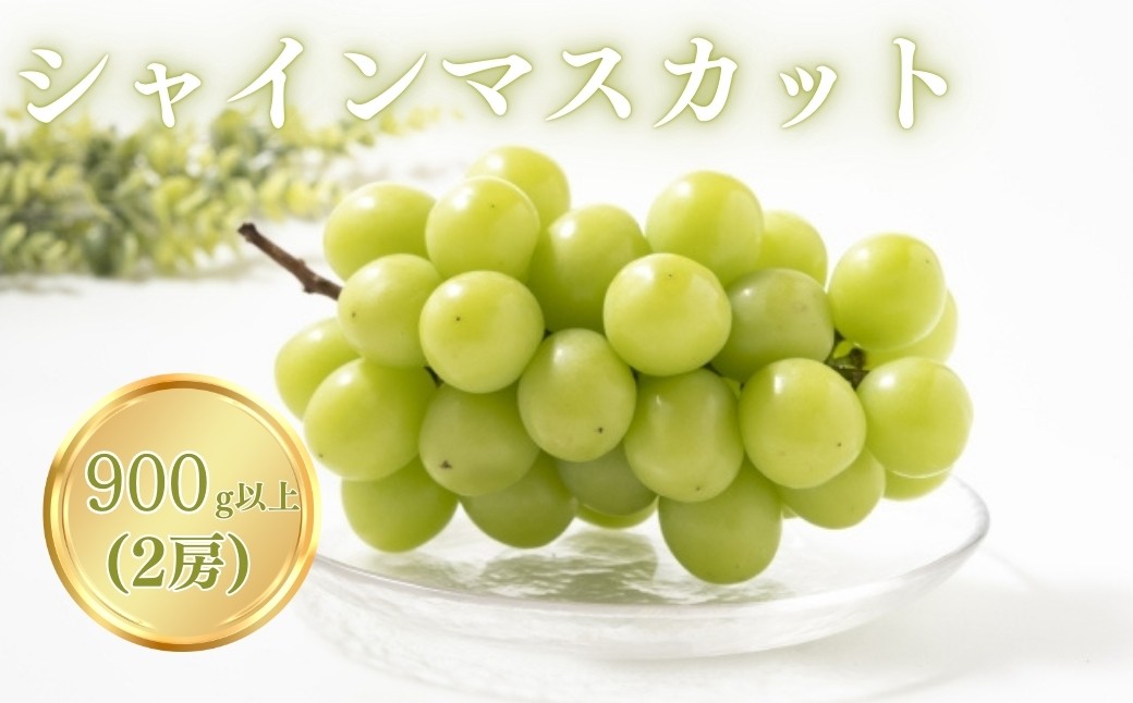 
            【2026年先行予約】シャインマスカット 900g以上（2房）｜ぶどう 大粒 白ぶどう 種無し 皮ごと 信州 長野県 千曲市
          