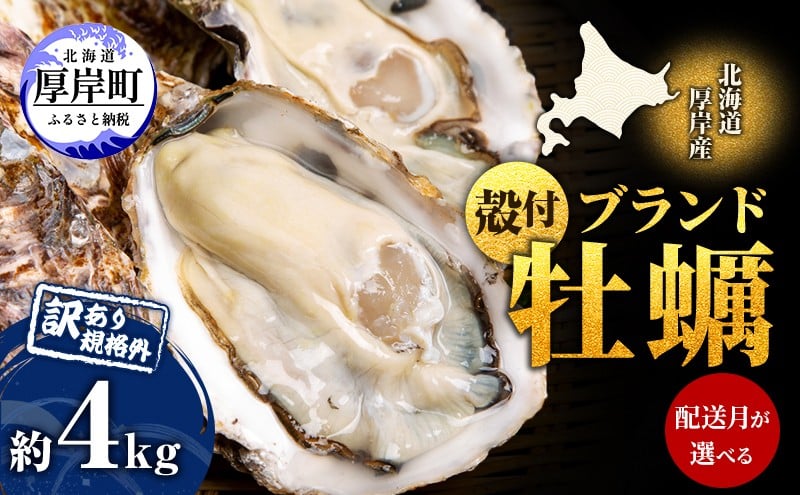 
            お届け月が選べる 訳あり 牡蠣 北海道厚岸産 殻付カキ 約4kg (25から50個) カキナイフ付 生食 生牡蠣 貝付き牡蠣 貝 海鮮 魚介類 殻付き牡蠣 マルえもん
          