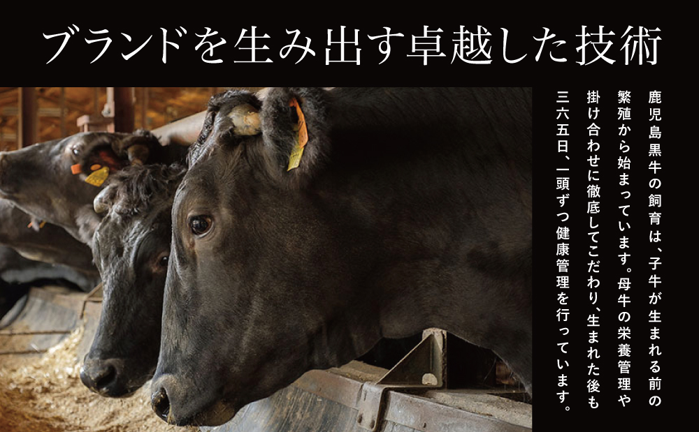 【JA食肉かごしま】鹿児島黒牛お試し定期便（全3回） 和牛日本一の「鹿児島黒牛」お肉 ステーキ すき焼き しゃぶしゃぶ 黒毛和牛 牛肉 定期便 南さつま市