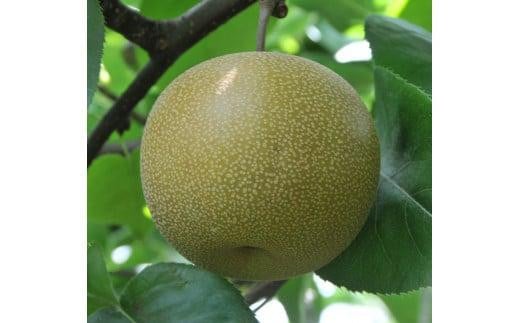 
                  秋栄梨 3kg【やぶやフルーツガーデン】
                