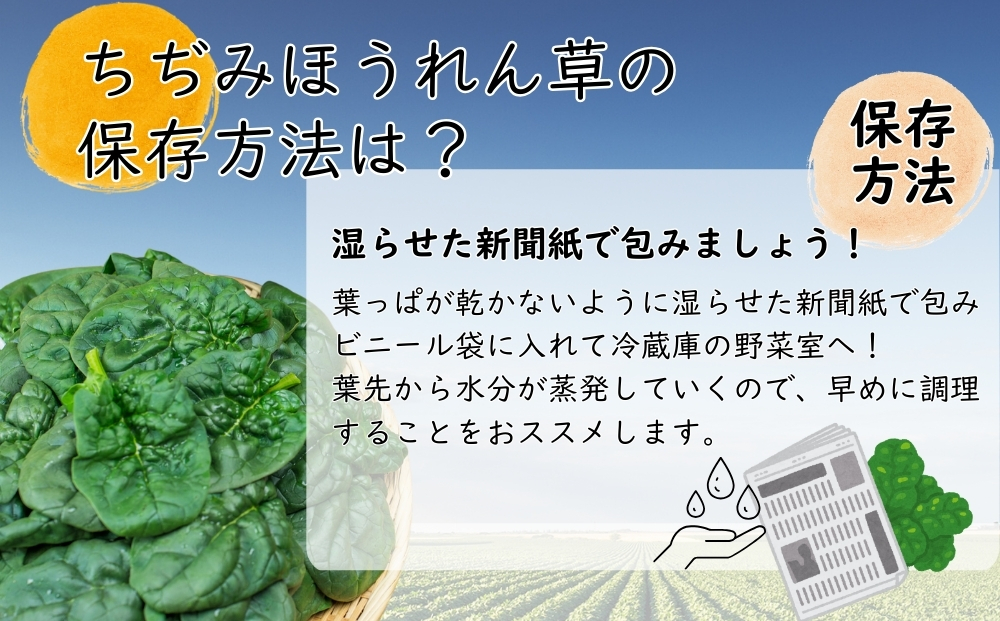 【冬季限定】 東松島産 ちぢみほうれん草 鍋セット 【2025年12月5日 初回発送開始予定】