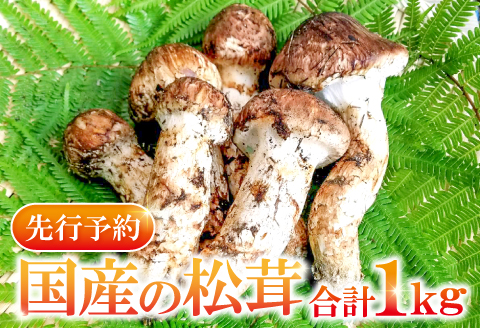 F-950 国産まつたけ　1㎏