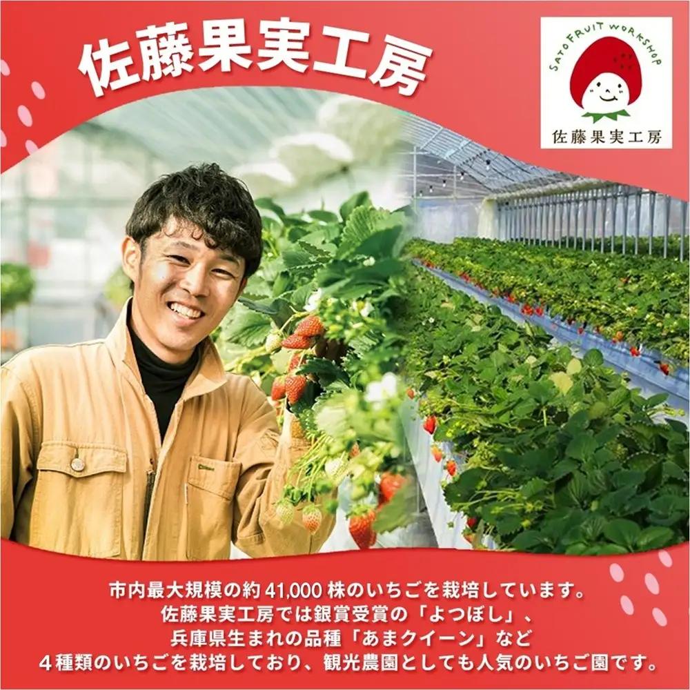 《2027年産先行予約》「西脇市産 佐藤果実工房 あまクイーン」（約270g×３パック 約810g）令和９年１月下旬配送分