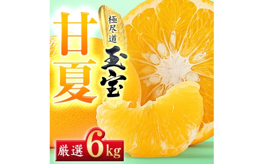 【先行受付】【愛媛名産】玉宝甘夏　6kg【C64-74】ふるさと納税 果物 くだもの あまなつ みかん ミカン 蜜柑 柑橘 フルーツ  期間限定 季節限定 特産品 YWTY084