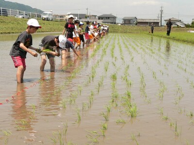 【3-197】コシヒカリ 特別栽培米 10kg 【 新米予約　9月以降発送 】