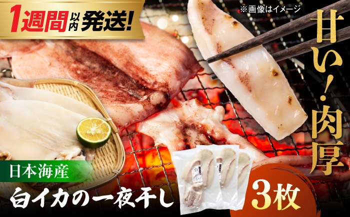
                  【1週間以内発送】白イカ 一夜干し 3枚セット 島根県松江市/有限会社ヤマヲ水産  [ALDB025]｜真イカ 一夜干し イカ 大きい 肉厚 烏賊 干物 魚介 イカ一夜干し 真いか一夜干し イカ干物 真いか いか おかず おつまみ 島根県 日本海
                