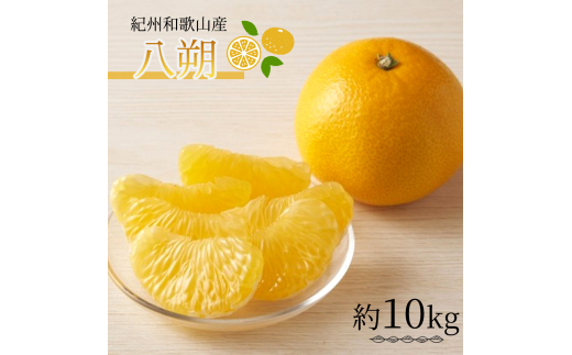 紀州和歌山産 八朔（はっさく） 約10kg ※2026年2月上旬頃～2026年2月下旬頃に順次発送 ※日付指定不可【uot785】