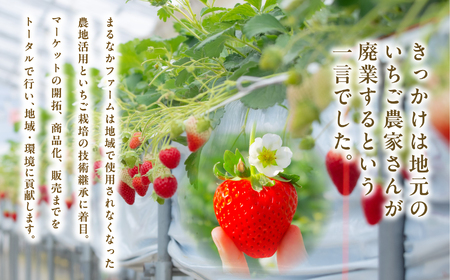 リキュール Koichigoリキュール 300ml×3本セット【まるなかファーム株式会社】