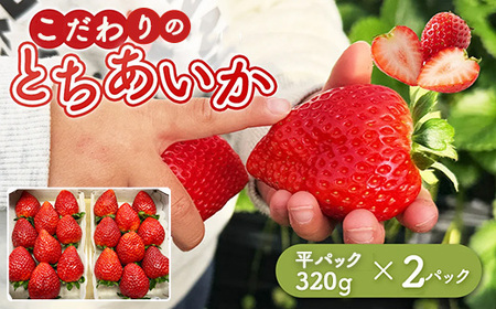 とちあいか 平パック 320g×2パック ｜ いちご 苺 栃木県 果物 フルーツ ※北海道・沖縄・離島への配送不可 ※2026年1月中旬～3月中旬頃に順次発送予定