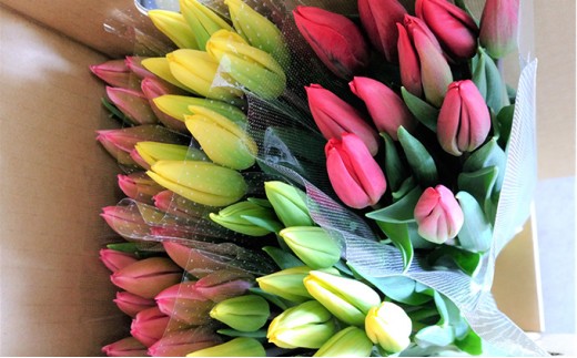 
                  フラワーファームしろねのチューリップ切花50本（ピンク20本・黄20本・赤10本） チューリップ 花束 切花 植物 花 
                