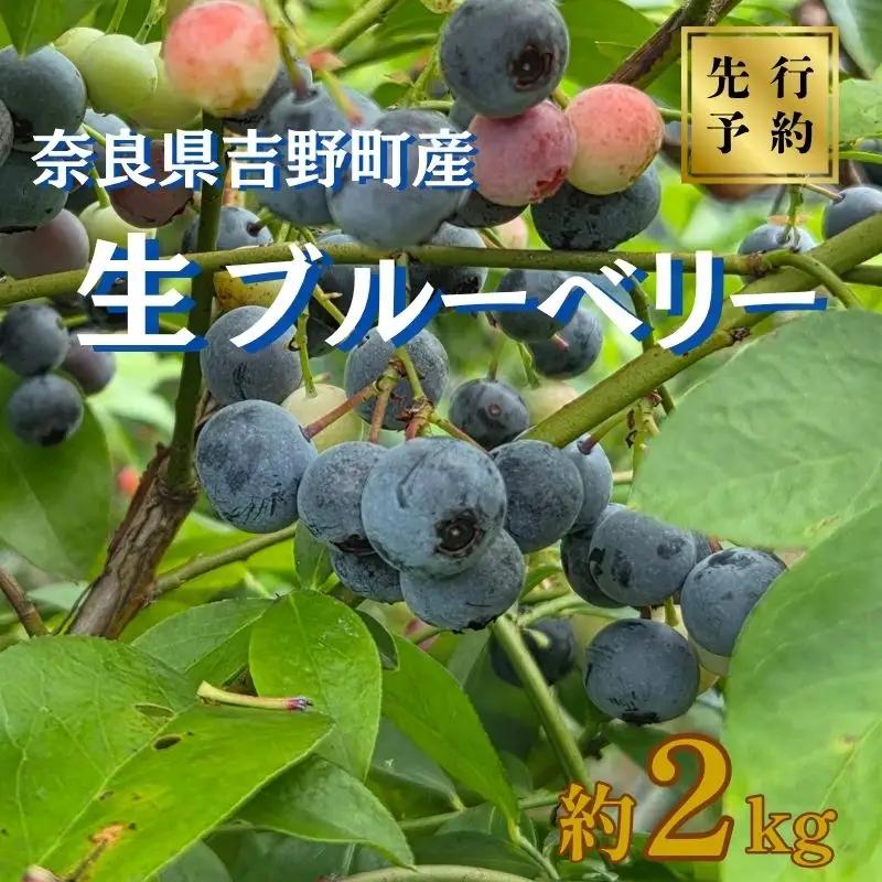 ブルーベリー 【先行予約 令和8年分】ブルーベリー 2kg [BRDO001]