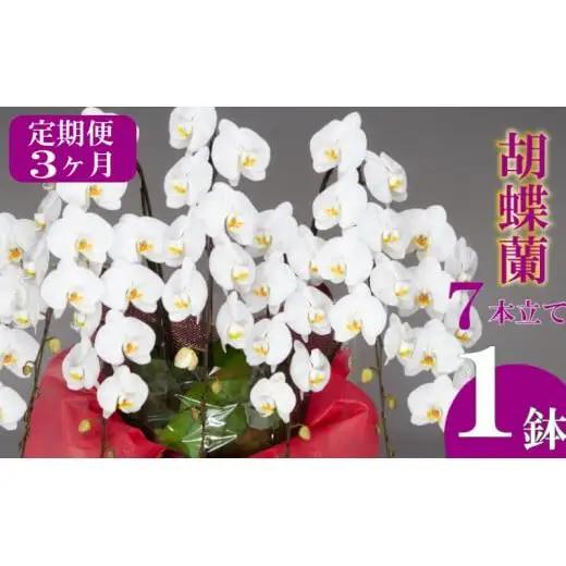 【定期便3ヶ月】 胡蝶蘭 7本立て 白 花