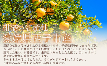 ＜秀品 甘夏 (M～2Lサイズ) 約10kg＞ あまなつ 愛媛 蜜柑 ミカン みかん 果物 フルーツ 柑橘 国産 秀品 ギフト 贈答用 贈り物 贈物 プレゼント 愛媛県産 西予市産 西宇和 特産品 丸