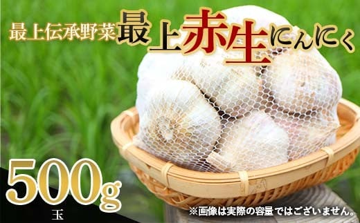 《2026年発送》 最上伝承野菜 【最上赤生にんにく】 500g（バラ） 生にんにく ニンニク 薬味 ガーリック 野菜 F3S-2481