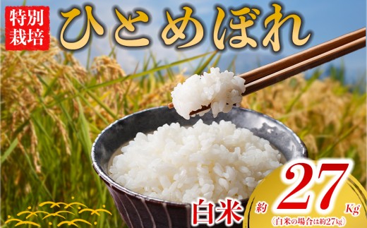 【選べる品種】 特別栽培米 ひとめぼれ 約27kg×1（白米）阿蘇アグロスタイル  精米 米 ごはん 人気 美味しい 甘味 もちもち なめらか 減農薬 湧水 熊本県 阿蘇市