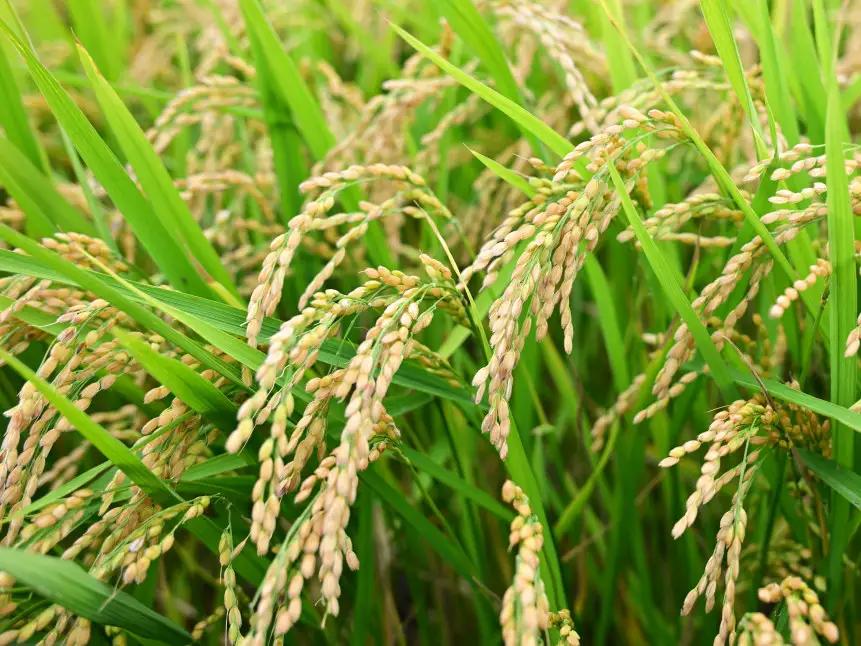 【定期便12回】北海道奈井江町　特別栽培米　ななつぼし　15kg