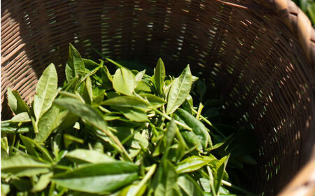煎茶150g 快晴茶 煎茶緑茶 [BDAT002]