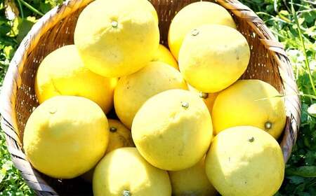 【中～大玉】自然栽培 土佐文旦 約10kg くだもの 果物 フルーツ 柑橘 岡垣町 【2026年3月上旬～4月下旬順次発送予定】